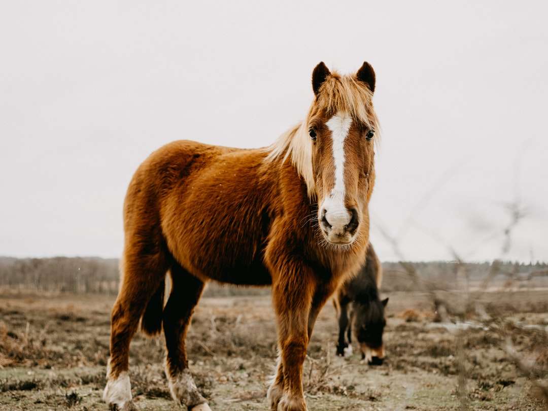 brązowy i biały koń na szarym polu w ciągu dnia puzzle online