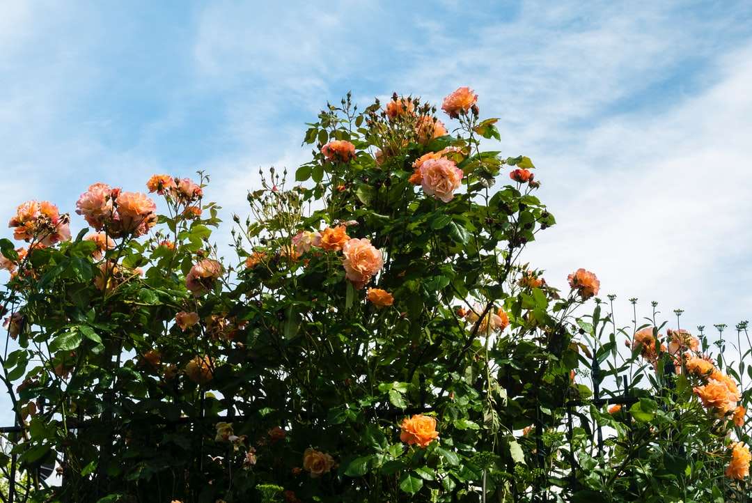 pomarańczowe kwiaty z zielonymi liśćmi pod błękitnym niebem puzzle online
