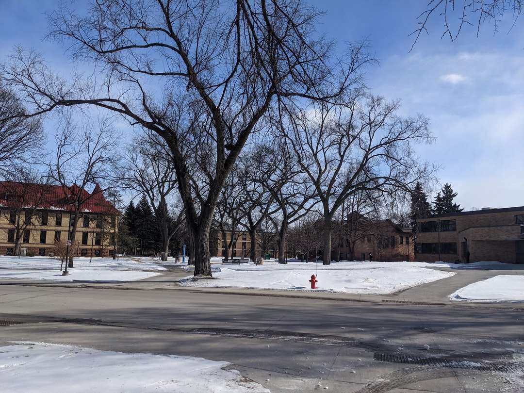 nagie drzewa na ziemi pokryte śniegiem pod błękitnym niebem puzzle online