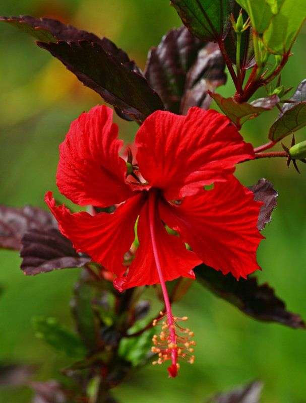 czerwony kwiat hibiskusa puzzle online
