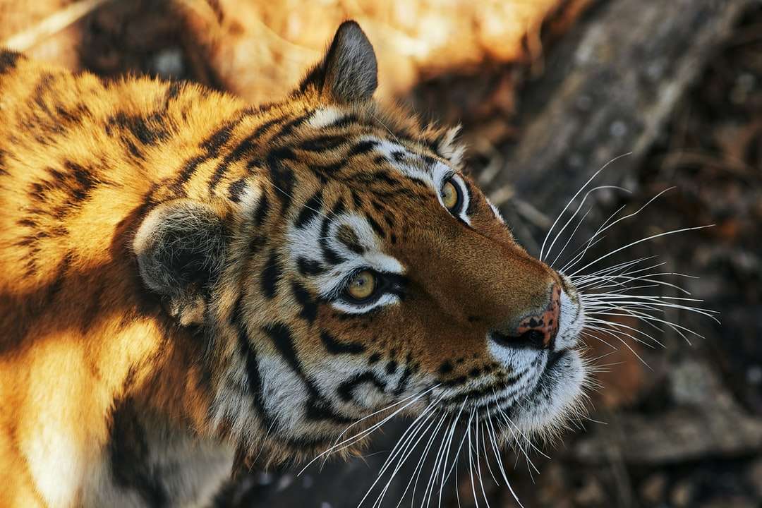 brązowy i czarny tygrys leżący na brązowej skale puzzle online