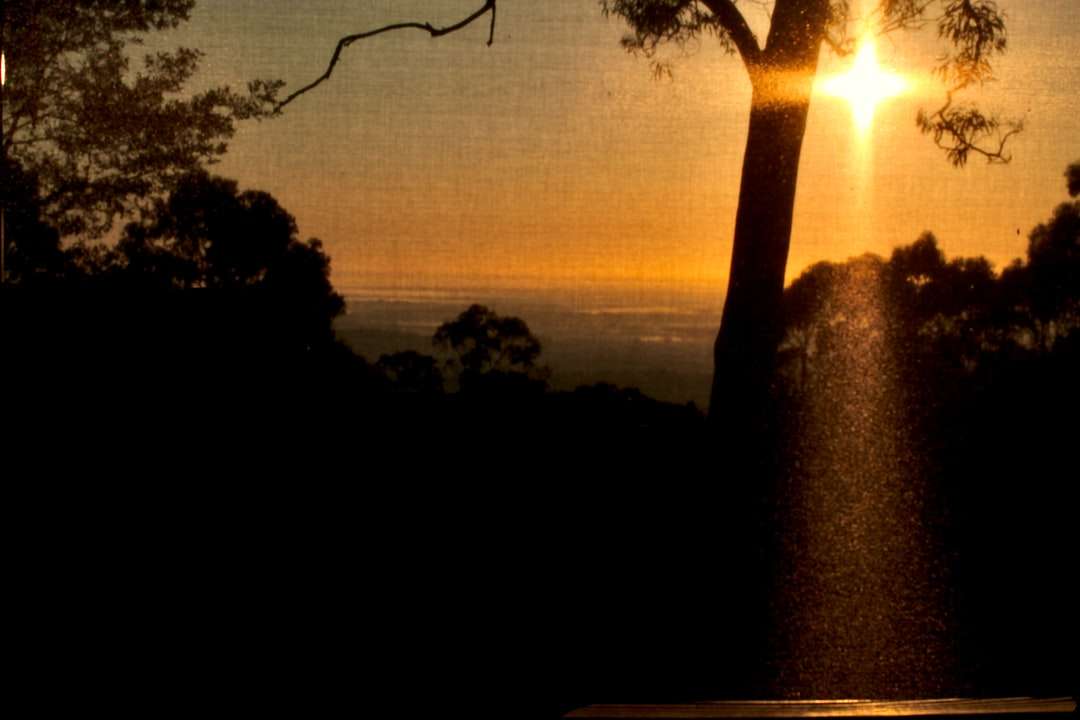 sylwetka drzew podczas zachodu słońca puzzle online