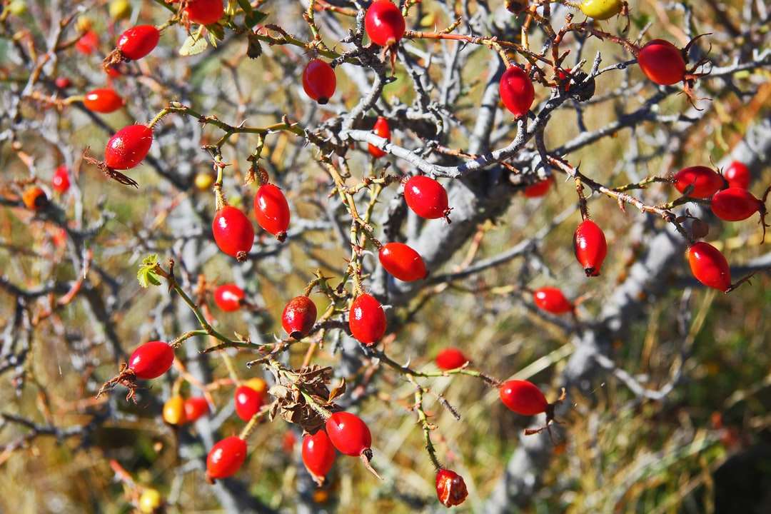 czerwone okrągłe owoce na drzewie w ciągu dnia puzzle online
