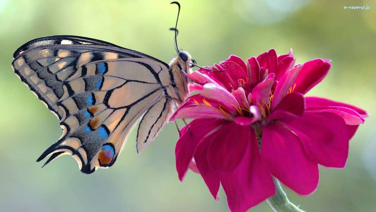 kolorowy motyl na kwiatku puzzle online