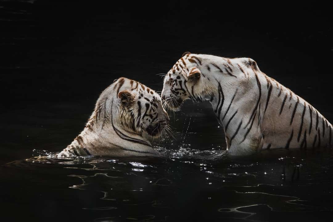 biały tygrys na wodzie w ciągu dnia puzzle online