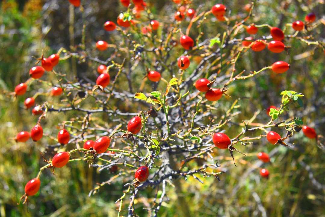 piros kerek gyümölcs a fán napközben kirakós