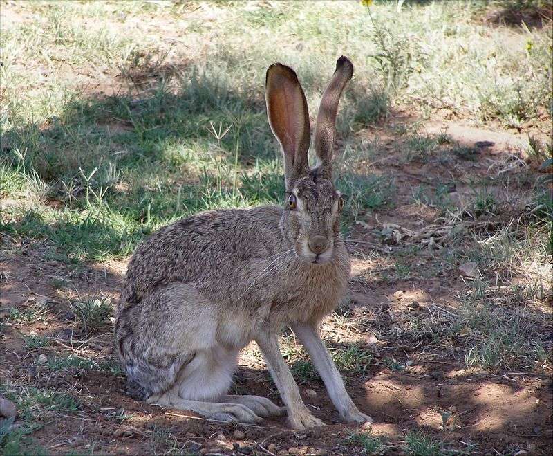Заек с големи уши пъзел
