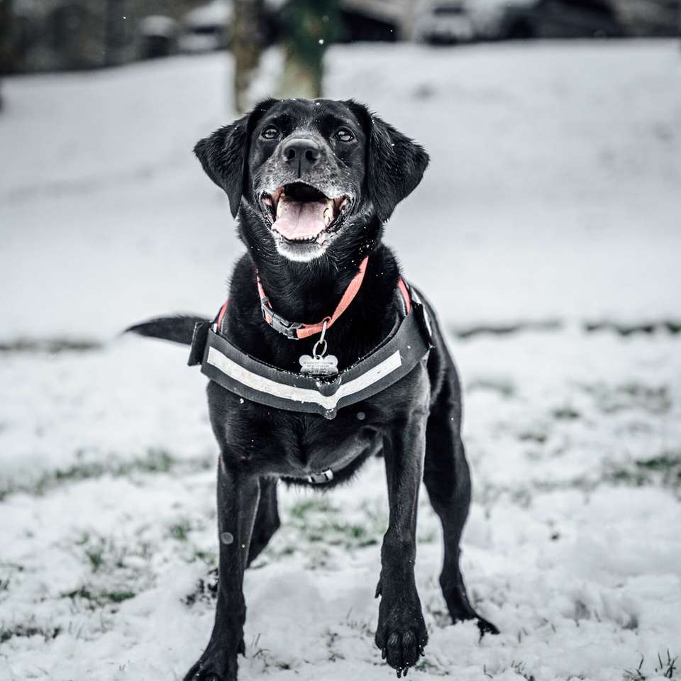 czarny labrador retriever na ziemi pokrytej śniegiem puzzle online
