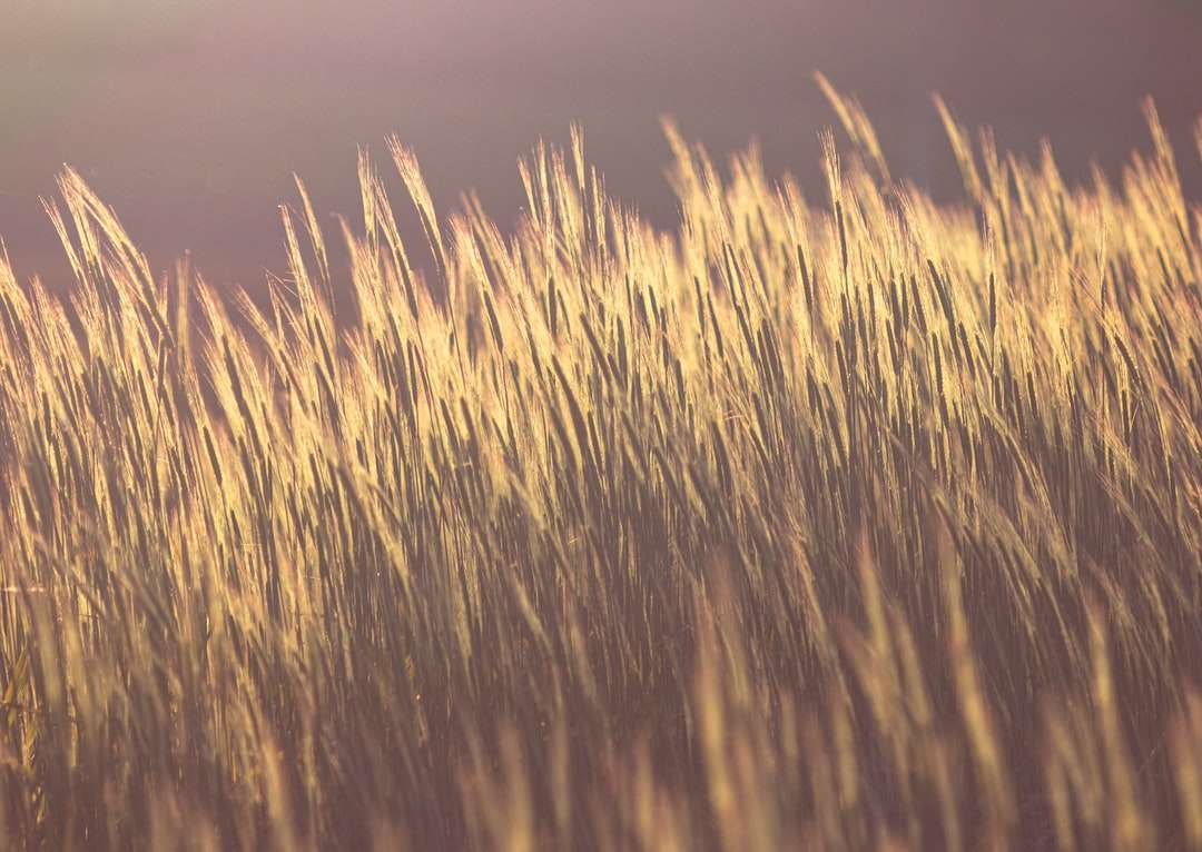 brązowe pole pszenicy podczas zachodu słońca puzzle online
