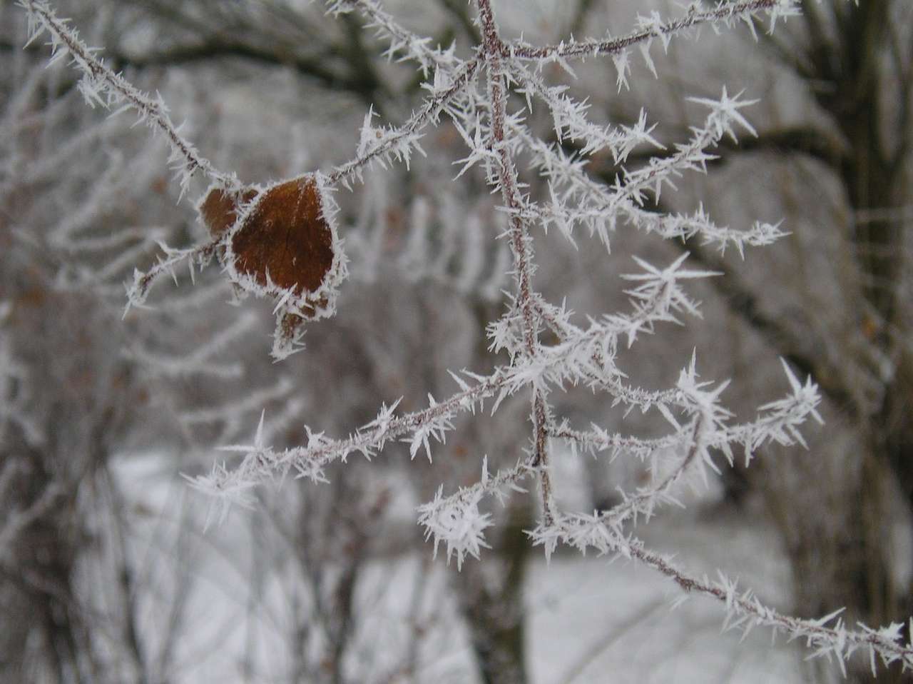 zima, frost, winter puzzle online