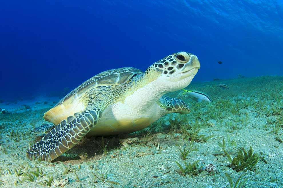 żółw morski zielony puzzle online