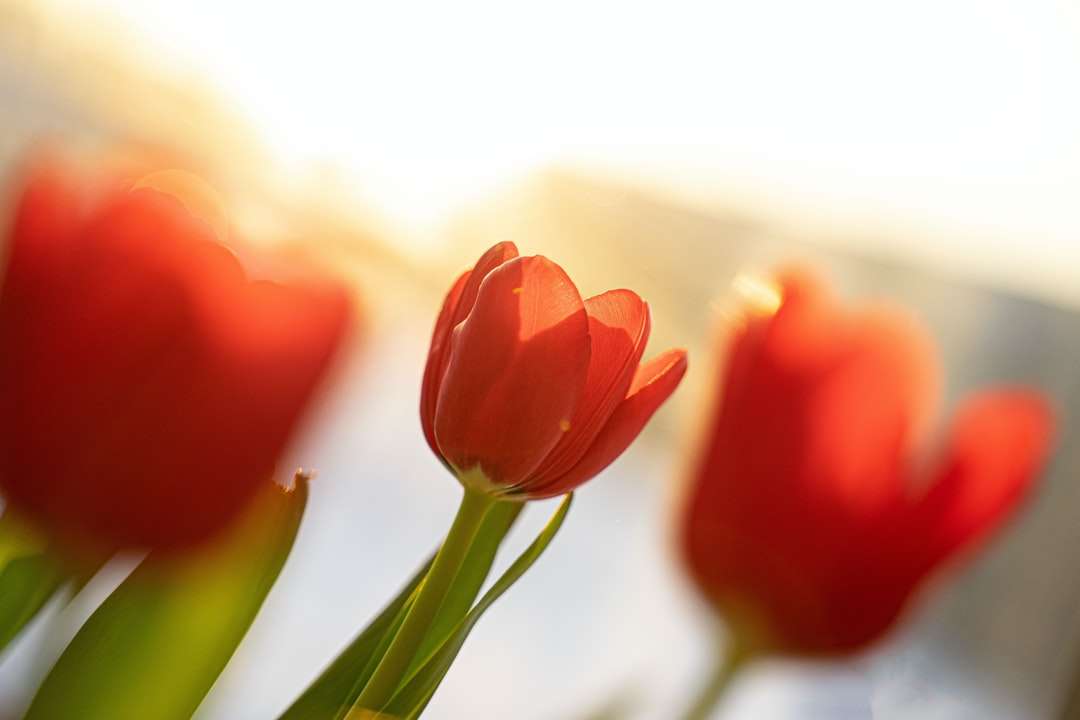rode tulpen in bloei overdag puzzel