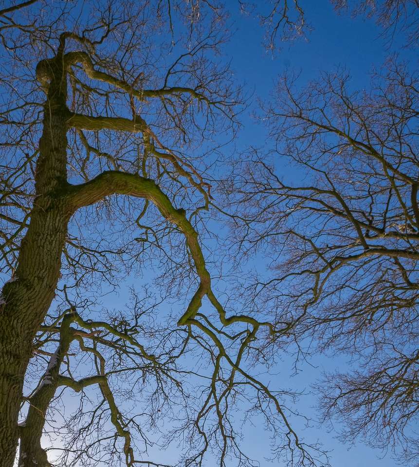 barna csupasz fa kék ég alatt nappali kirakós