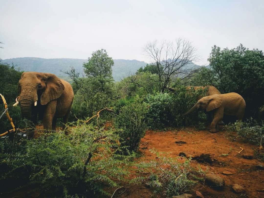 brązowy słoń na brązowym polu trawy w ciągu dnia puzzle online