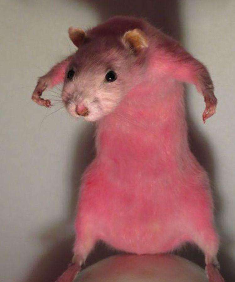 różowy szczur xdd puzzle online