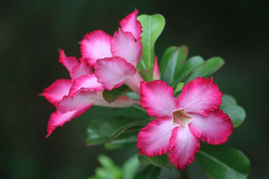 różowy kwiat w soczewce tilt shift puzzle online