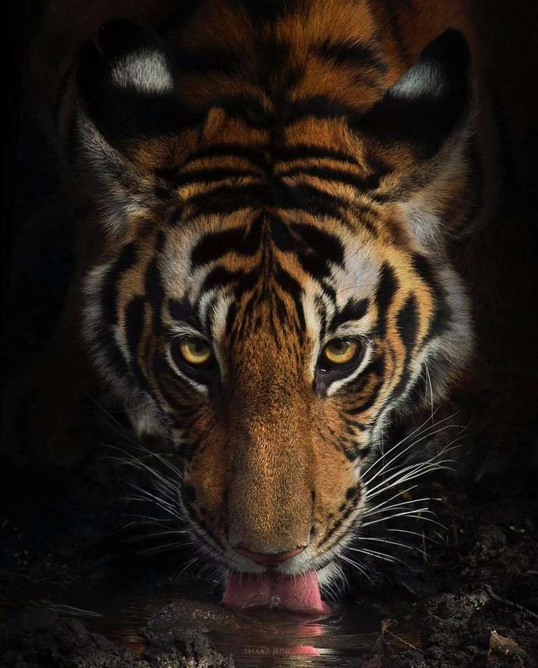 duży tygrys kot puzzle online