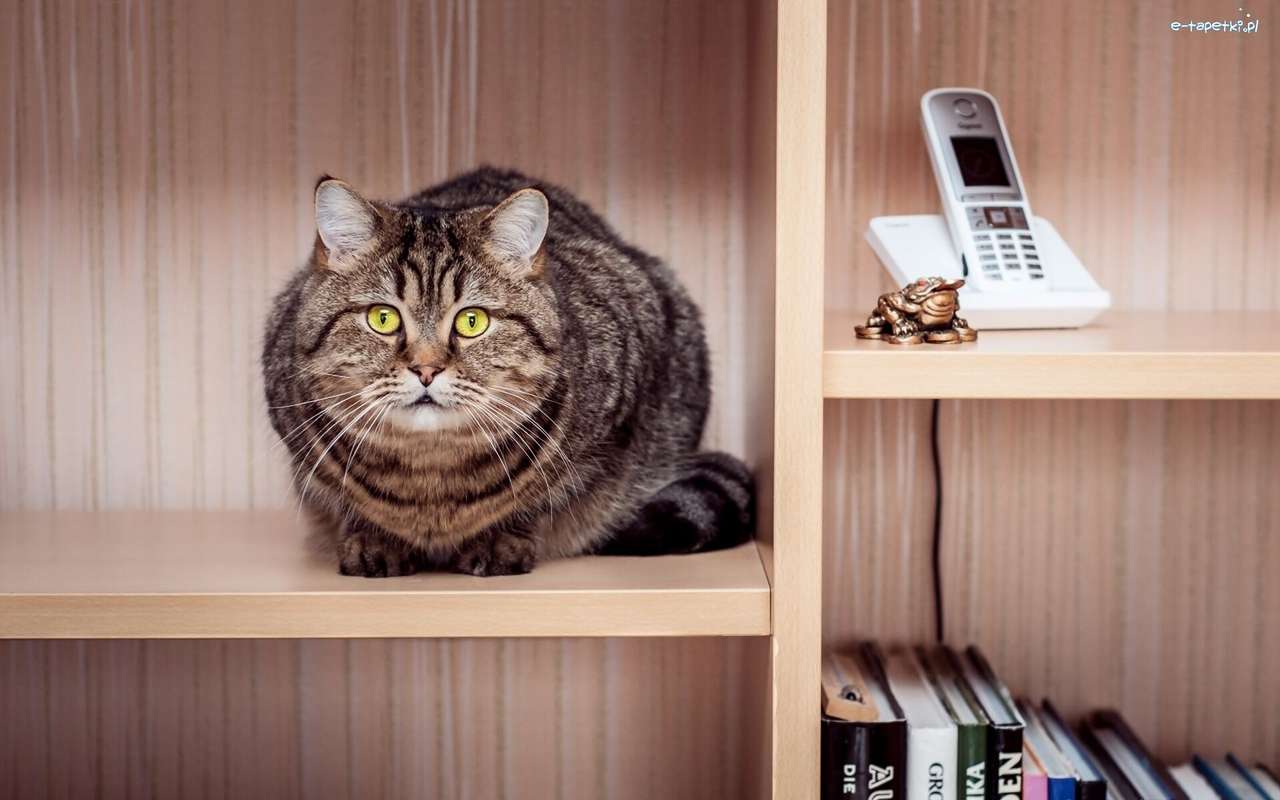 kot siedzący na półce puzzle online