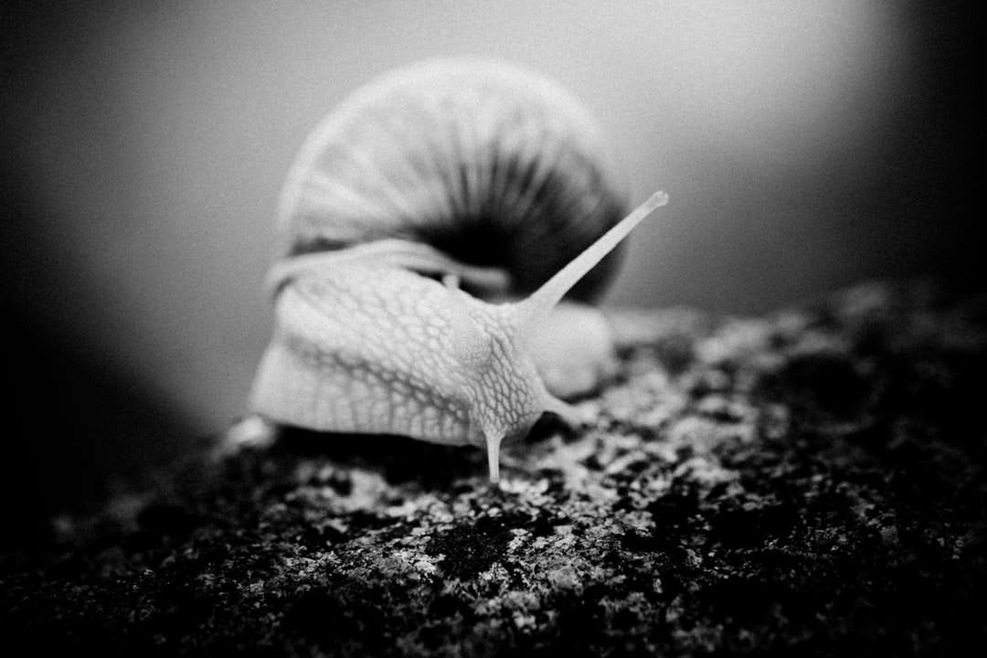 grayscale photo of snail on rock Puzzle Factory