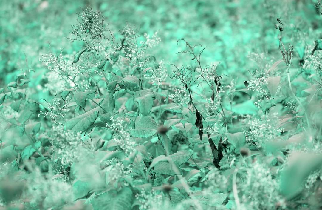 zielono-brązowa roślina w ciągu dnia puzzle online