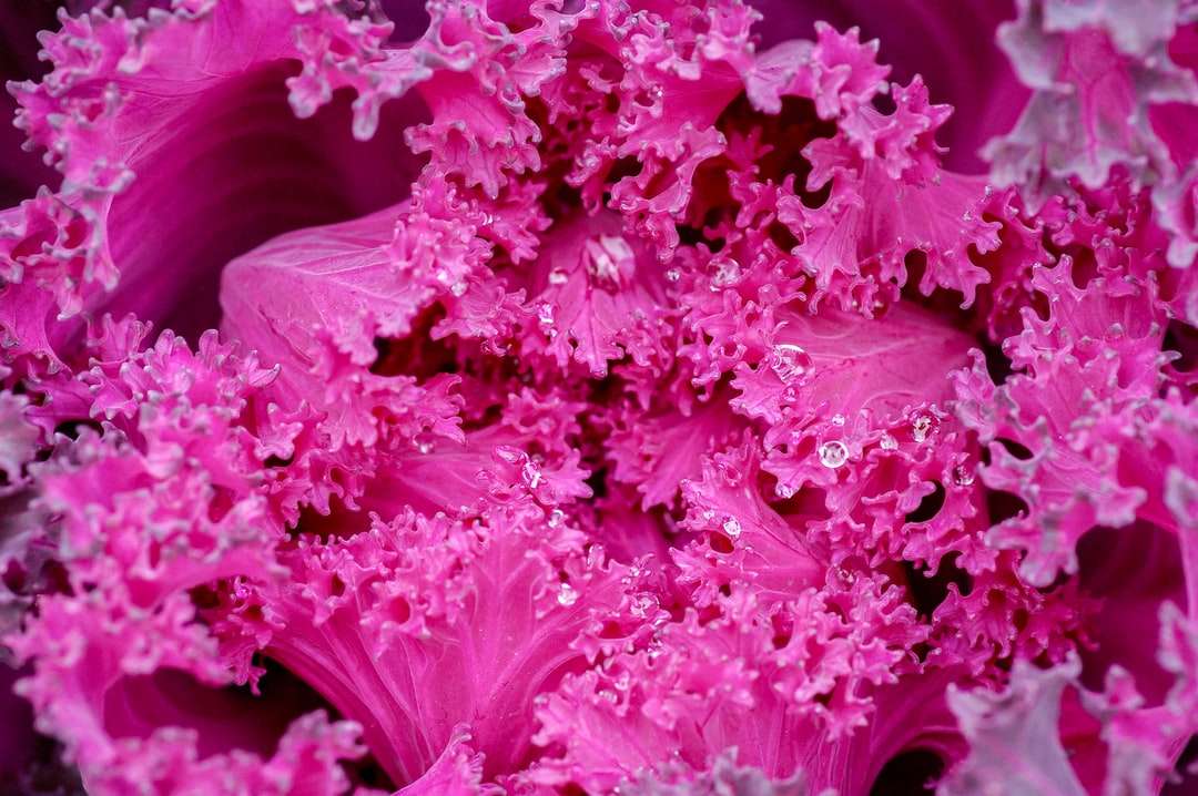 floare roz în obiectiv macro puzzle
