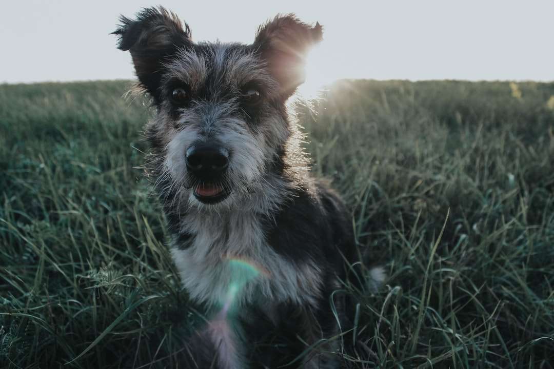 czarno-biały pies długowłosy na zielonej trawie puzzle online