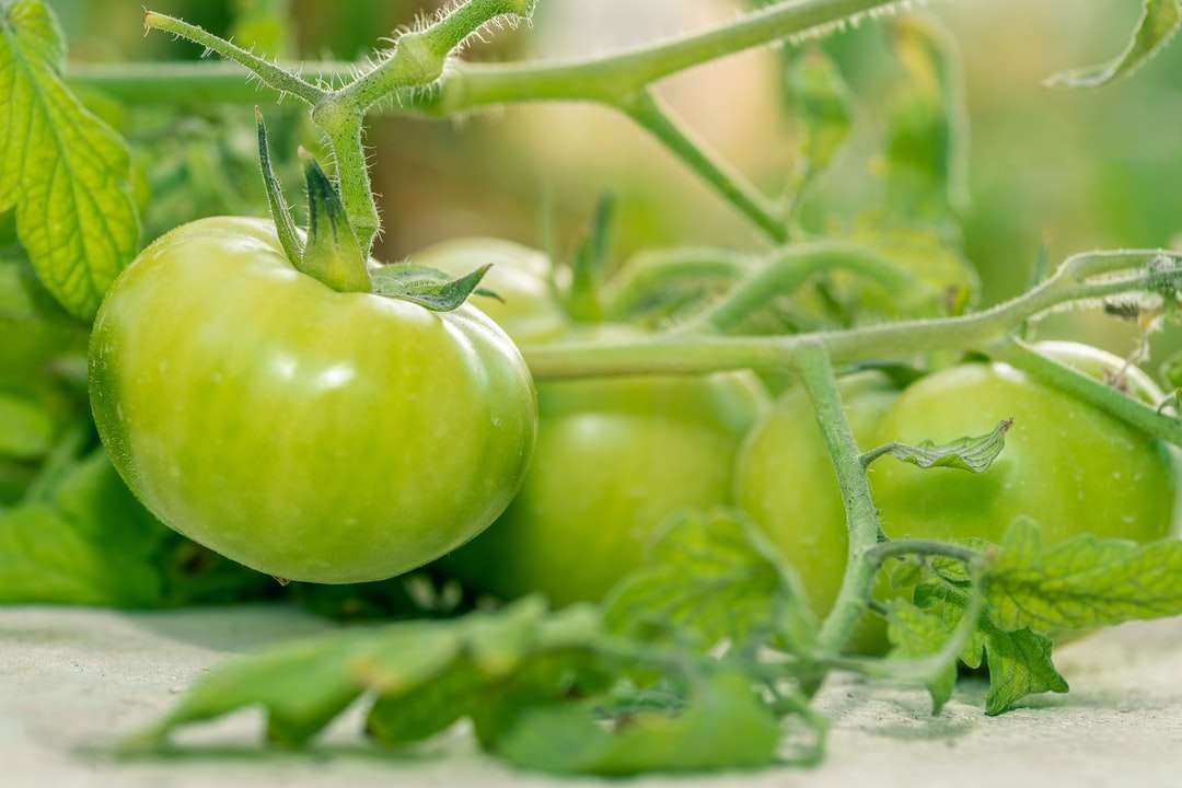 zielony pomidor na białym stole puzzle online