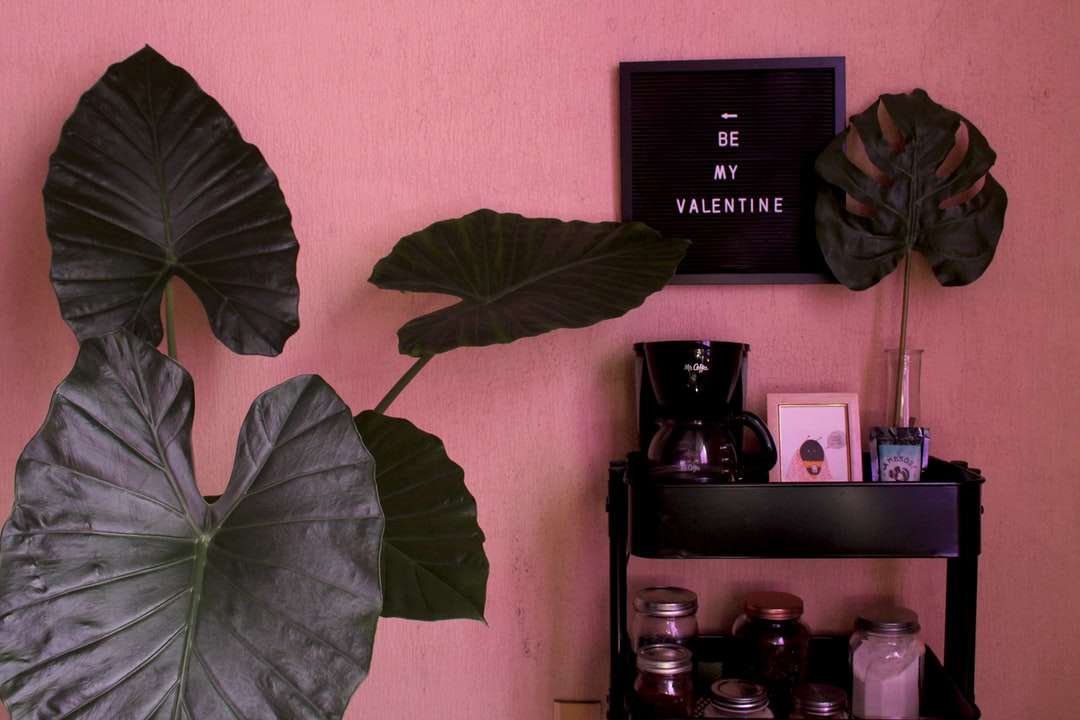 zielona roślina obok czarnego aparatu dslr puzzle online