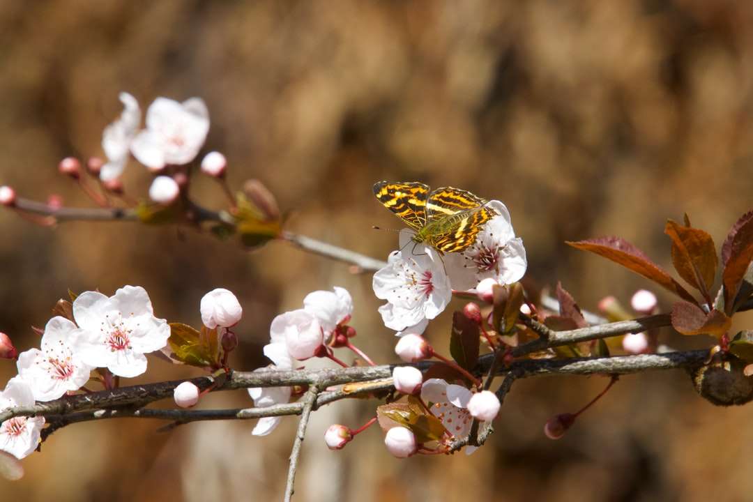 brązowy i czarny motyl na biały i różowy kwiat puzzle online