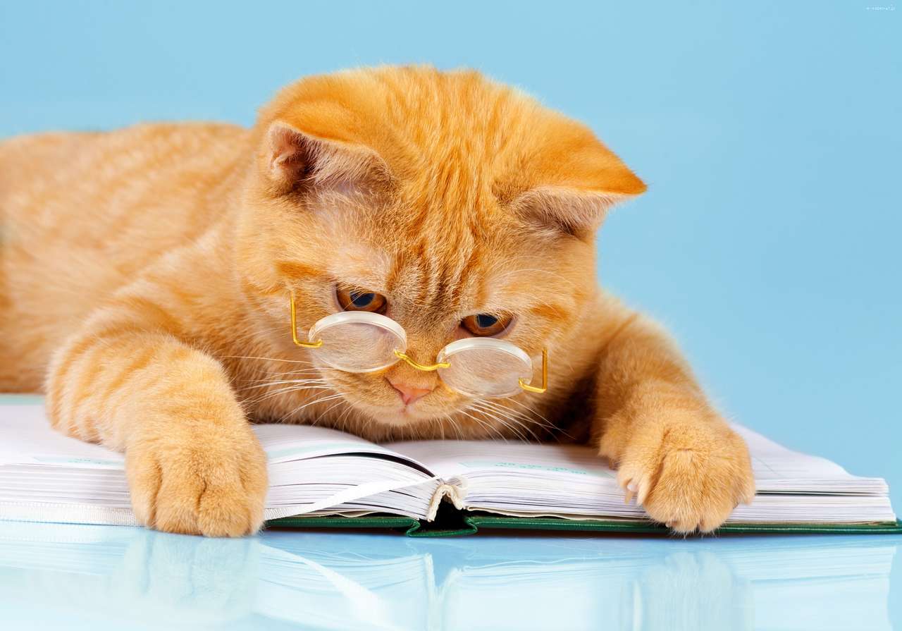 czytający książkę kotek puzzle online