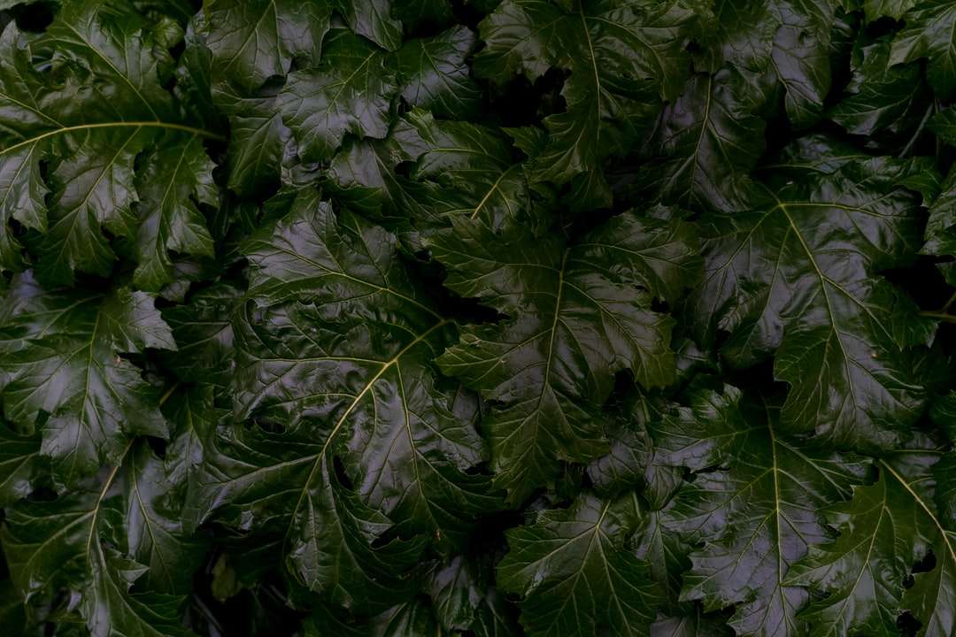 zielone liście roślin w ciągu dnia puzzle online