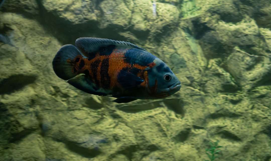 niebieskie i pomarańczowe ryby na wodzie puzzle online