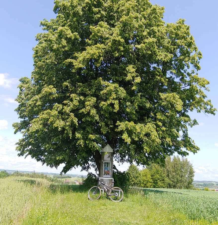 drzewo kapliczka rower puzzle online