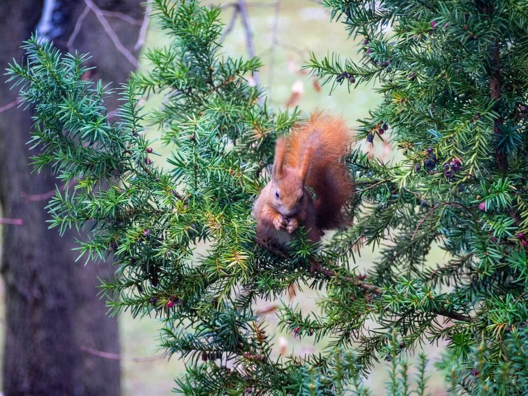 brązowa wiewiórka na zielonej sośnie puzzle online