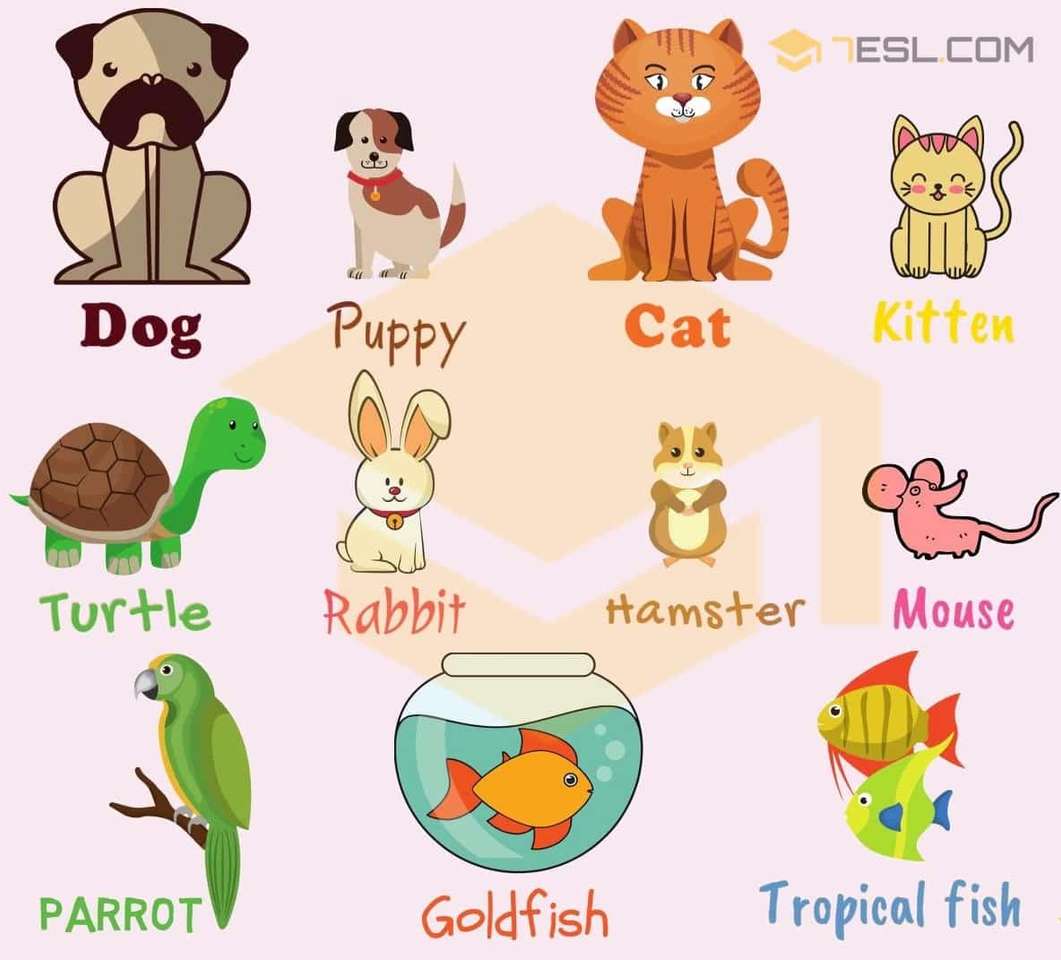 słownictwo zwierząt domowych puzzle online