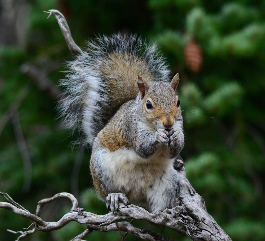 brązowo-biała wiewiórka na gałęzi drzewa w ciągu dnia puzzle online