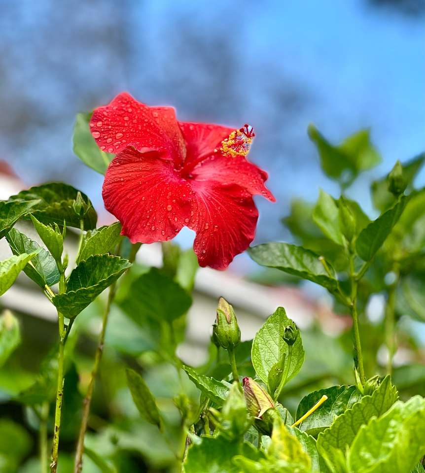 czerwony kwiat w soczewce tilt shift puzzle online