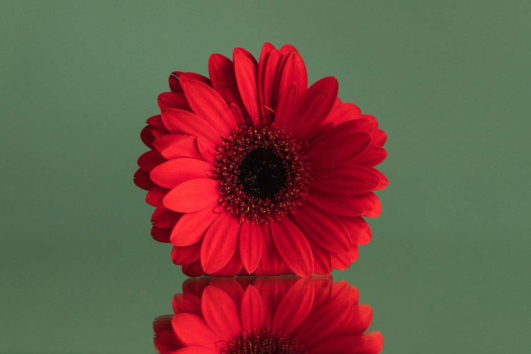 Czerwony kwiat w zbliżeniu fotografii puzzle online