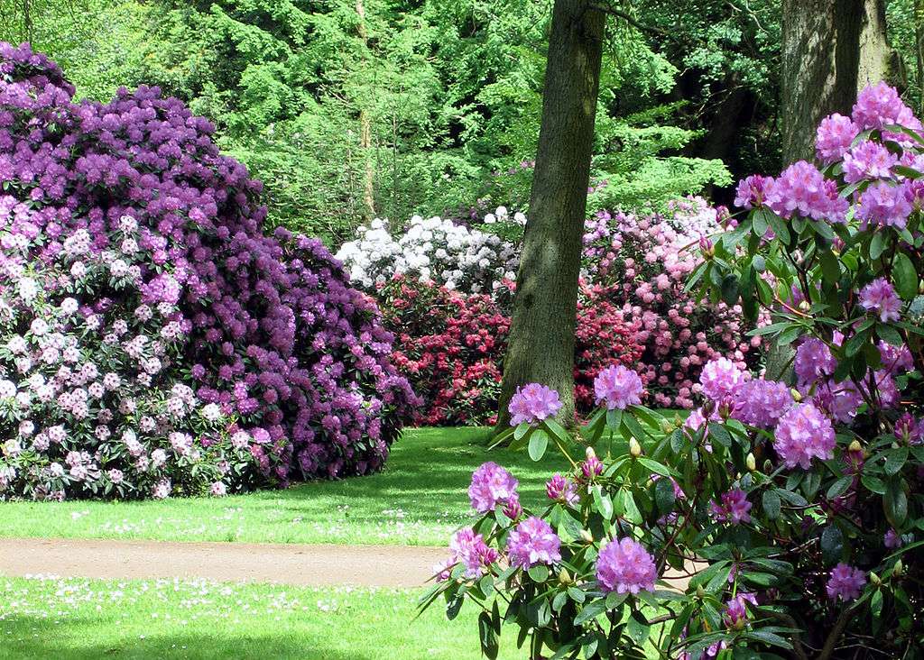 Park różaneczników i ogród botaniczny w Bremie puzzle online