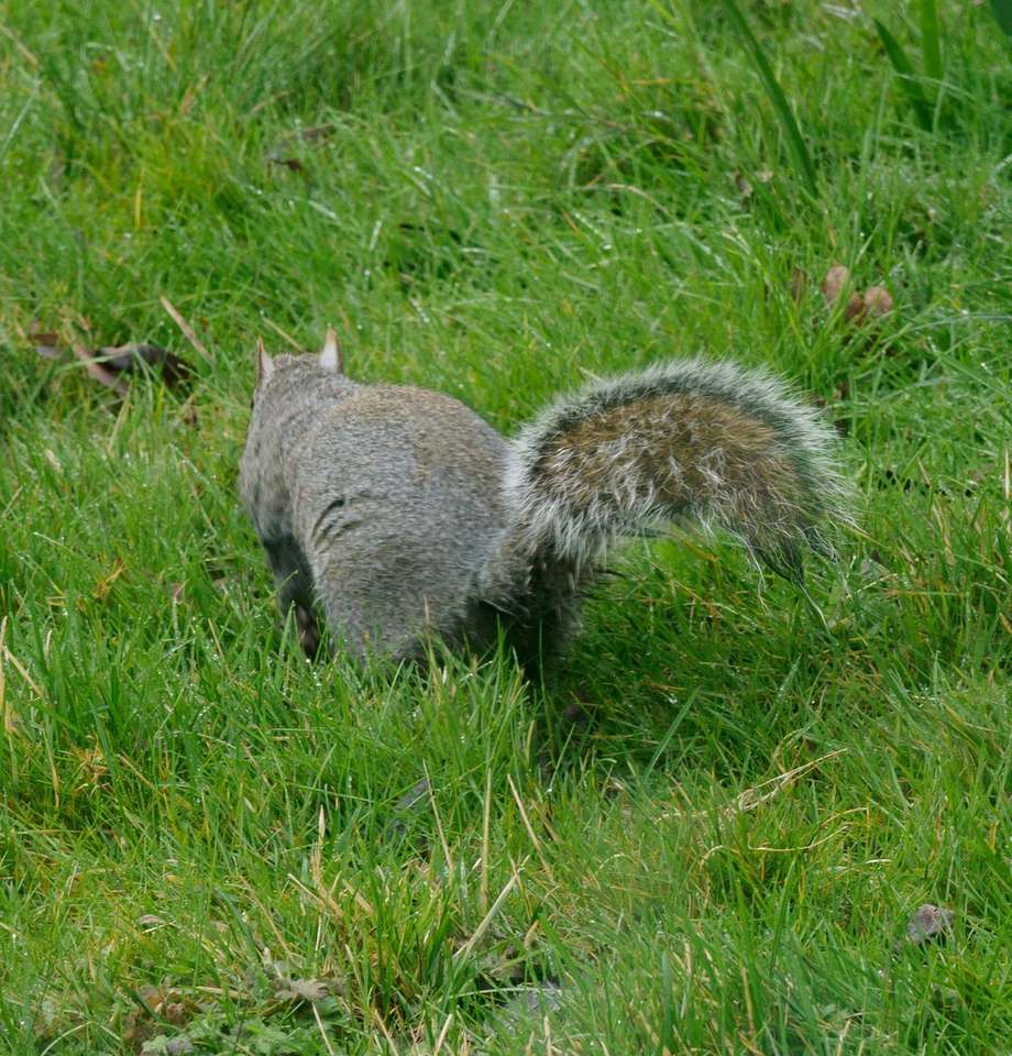 wiewiórka szara na zielonej trawie w ciągu dnia puzzle online