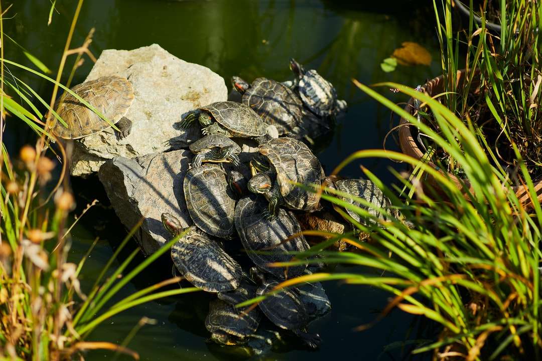 czarno-szary żółw na szarej skale puzzle online
