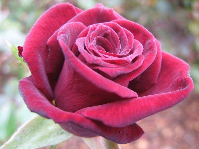 bordowa róża puzzle online