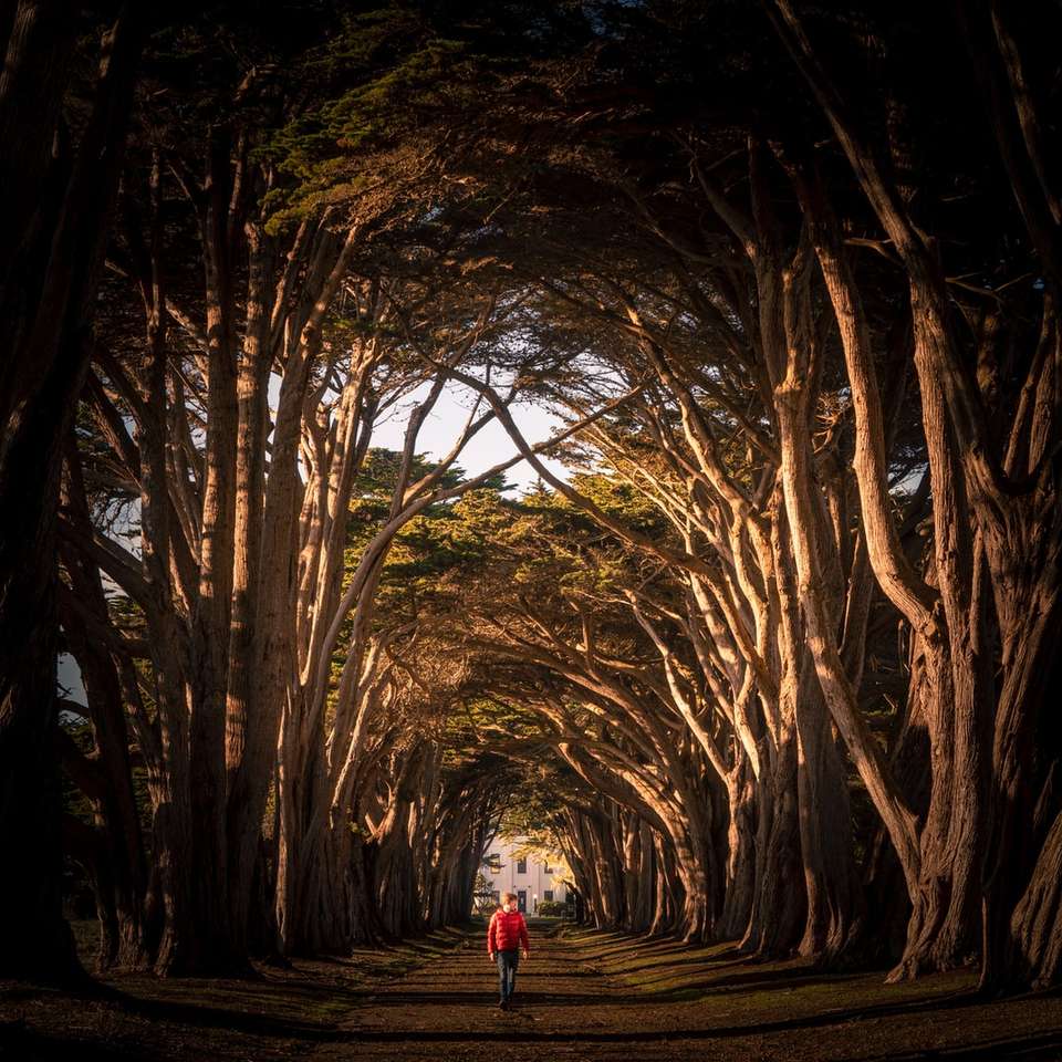 dziewczyna w białej kurtce spaceru na ścieżce między nagimi drzewami puzzle online