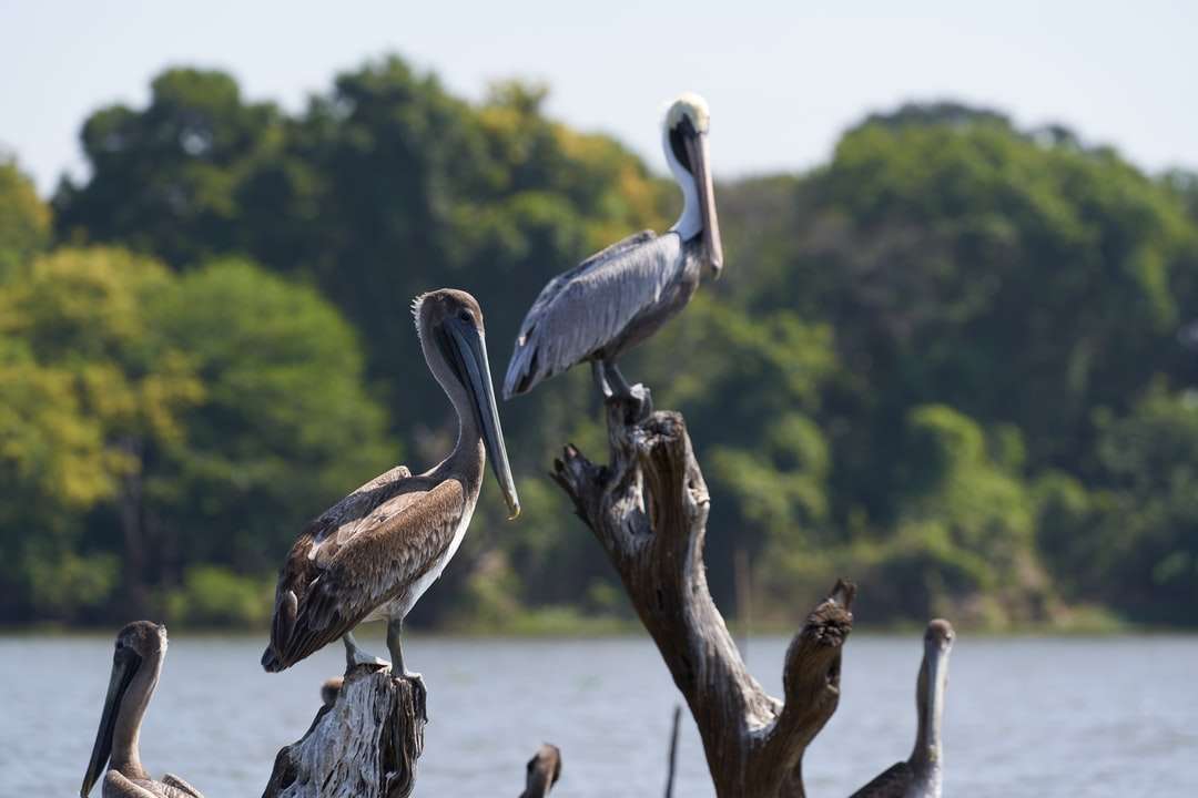 szary pelikan siedzący na gałęzi drzewa brązowy w ciągu dnia puzzle online