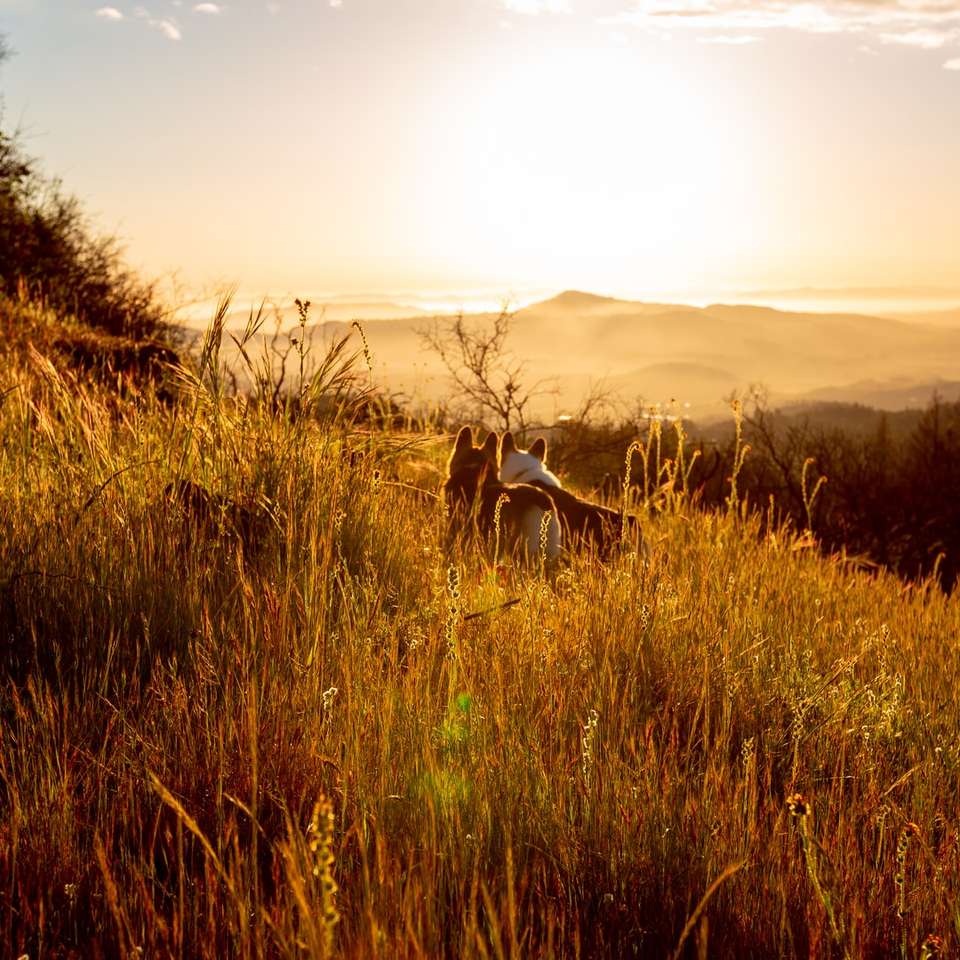 brązowy i biały koń na zielonej trawie podczas zachodu słońca puzzle online