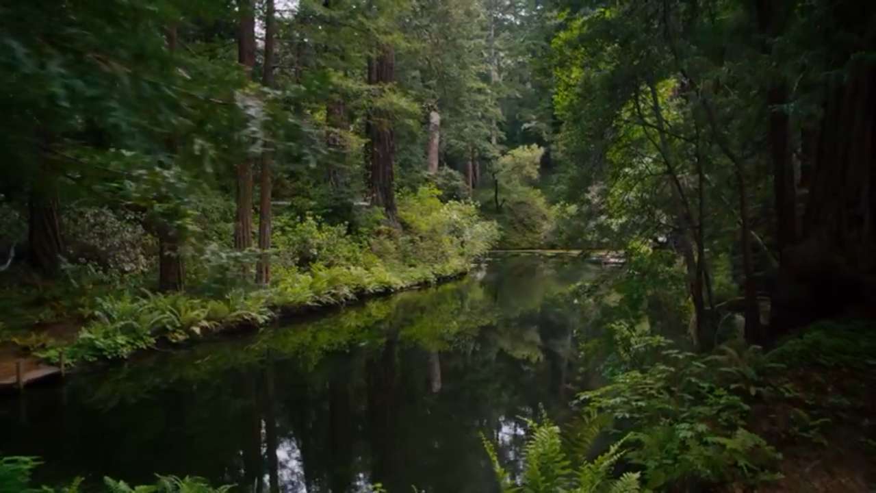 Rzeka w lesie puzzle online