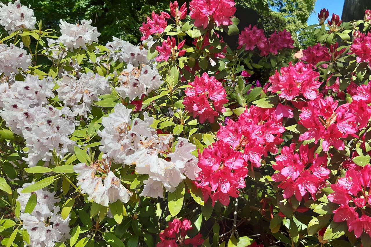 krzewy z kwiatami puzzle online