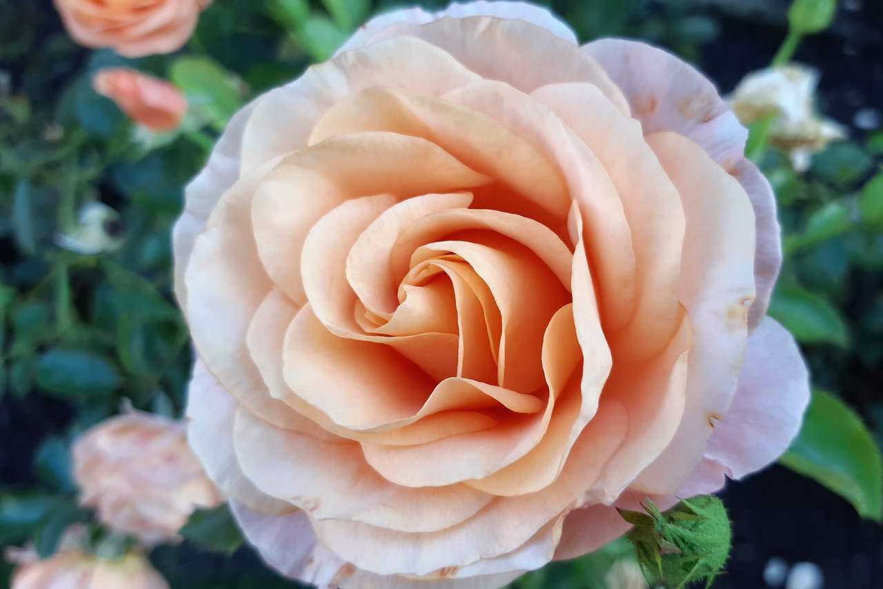 róża królowa kwiatów puzzle online