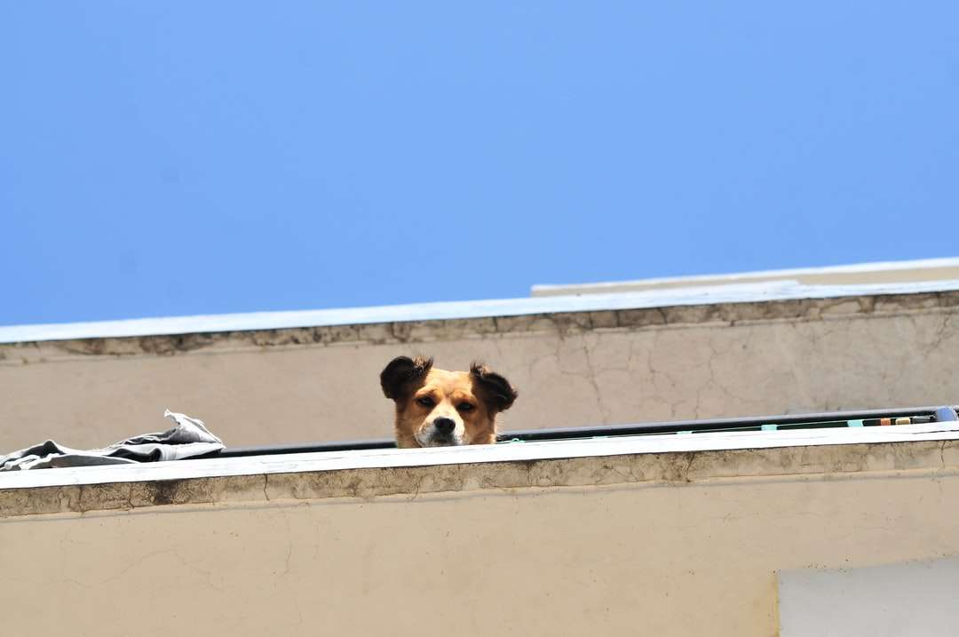 brązowy i biały pies krótkowłosy na białej betonowej ścianie puzzle online