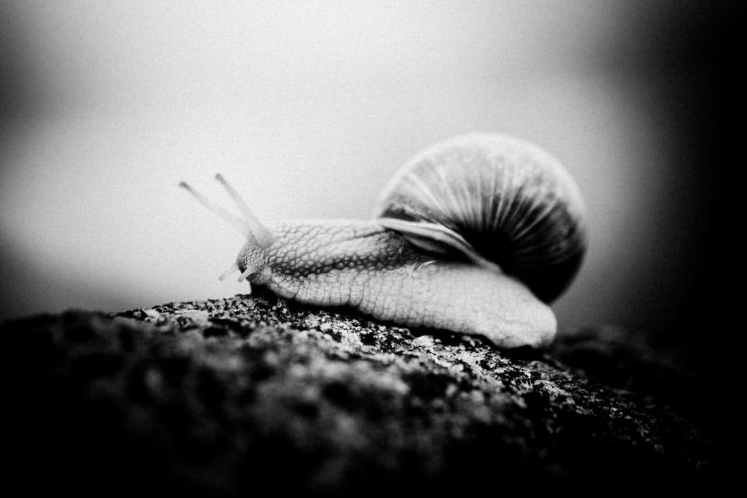 zdjęcie ślimaka w skali szarości na ziemi puzzle online